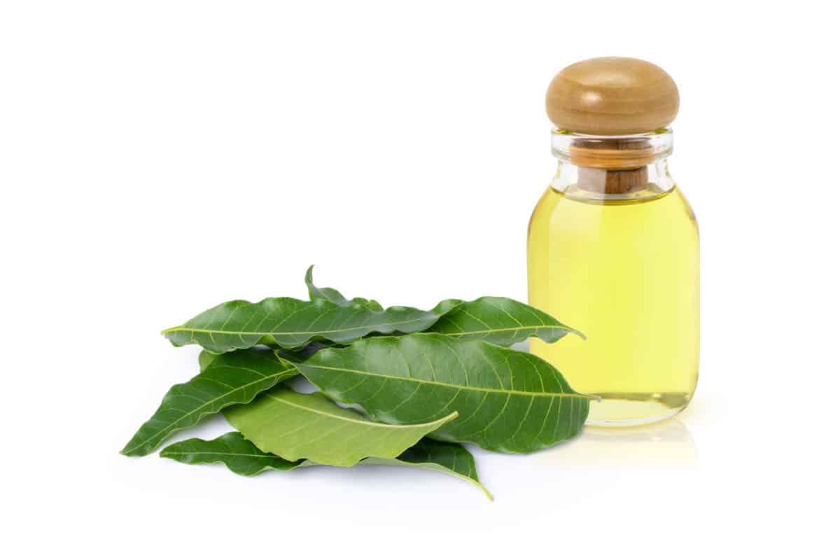 Neem leaf oil in glass bottle and fresh neem leaves isolated on white background.
