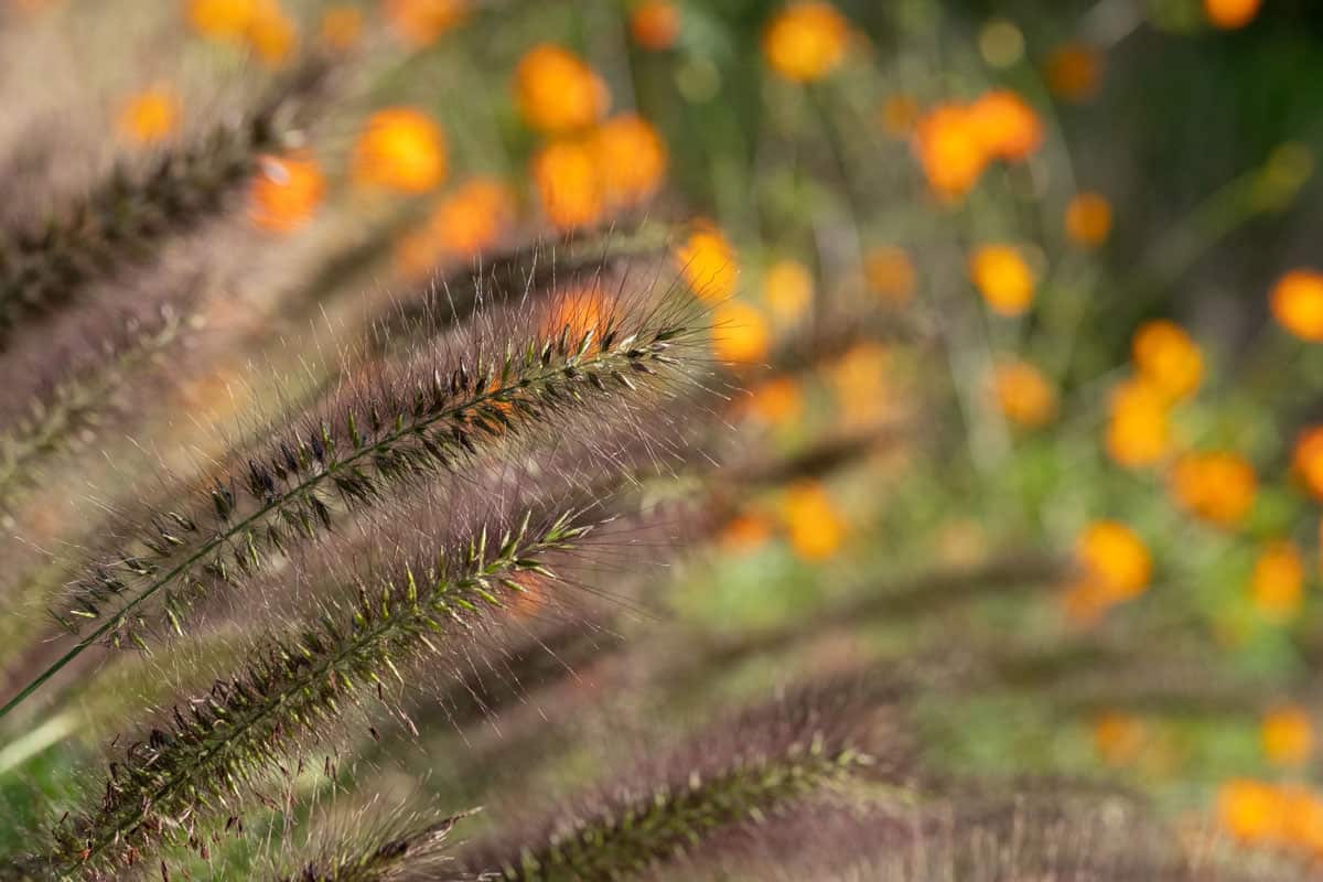 Ornamental Chinese fountain grass by name Pennisetum Alopecuroides Red Head, photographed in early autumn with a macro lens at a garden in Wisley near Woking in Surrey UK. Orange geum flowers behind. 