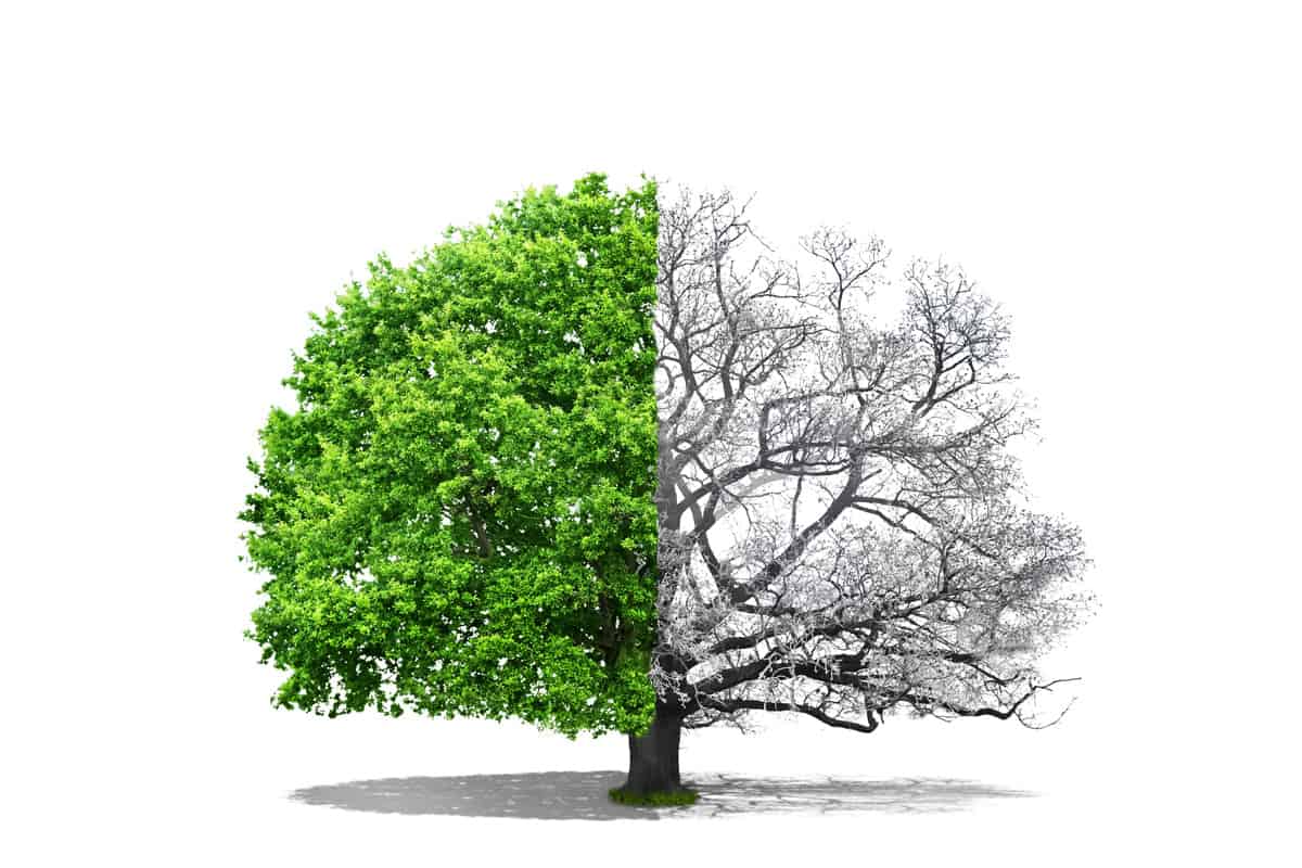 Concept of doubleness. One part of tree is snowy, and the second is deciduous on a white background. Concept of regeneration.