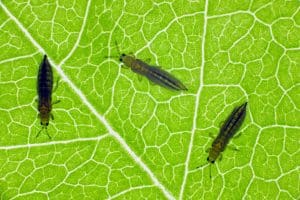 Onion or tobacco thrips (Thrips tabaci) adult pest under the leaf through which the light shines, How Do Thrips Spread To Other Plants
