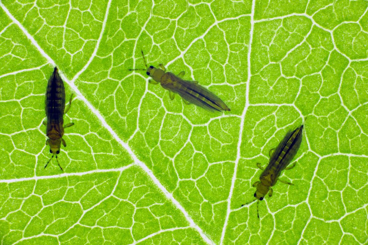 Onion or tobacco thrips (Thrips tabaci) adult pest under the leaf through which the light shines.
