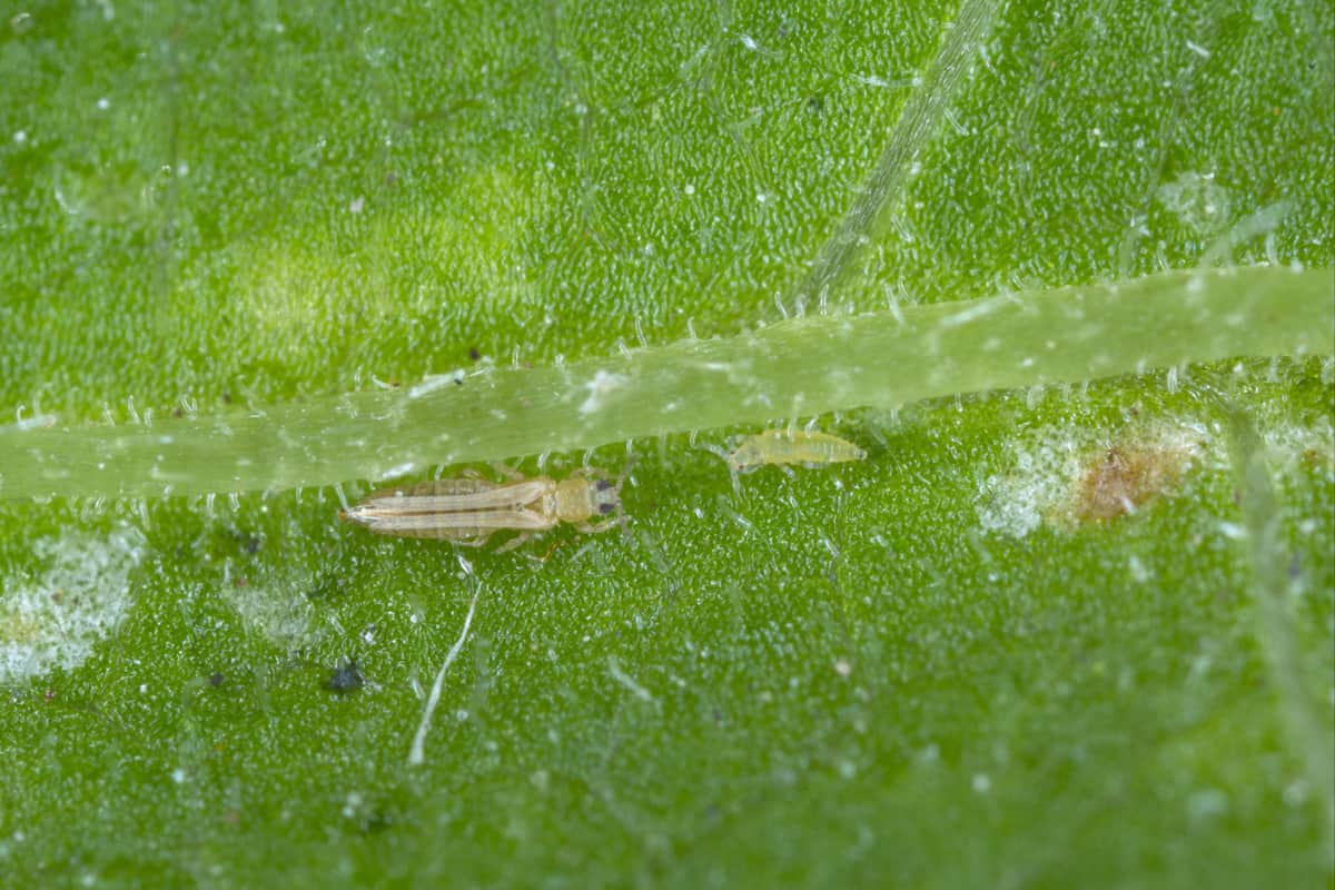 Parasitic plant thrips walking on a leaf