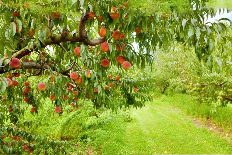 Peach tree with ripe fruit in Okanagan valley, British Columbia Canada, Do Peach Trees Self-Pollinate