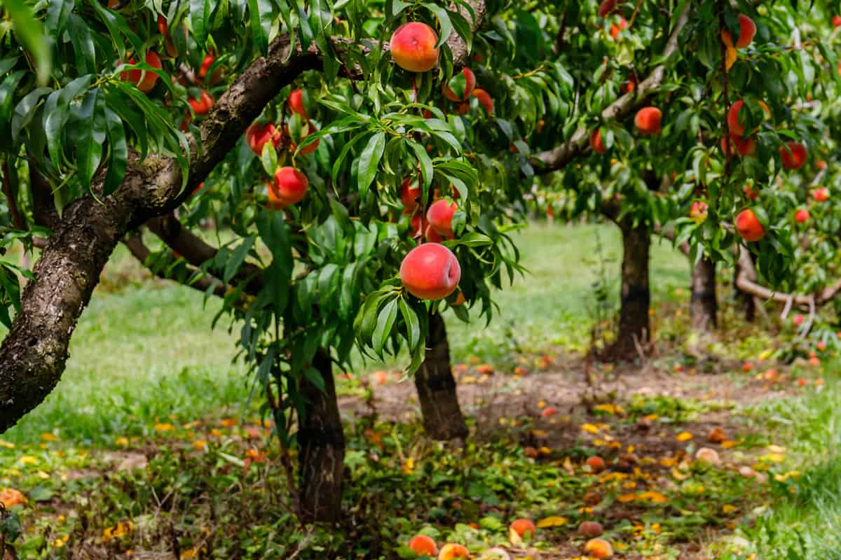 Peach orchard with ripe red peaches.