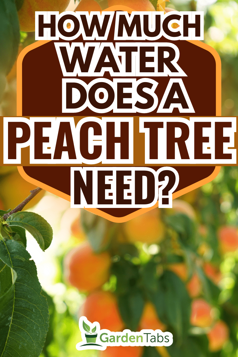 Peach trees loaded with ripe peaches waiting to be plucked. - How Much Water Does A Peach Tree Need?