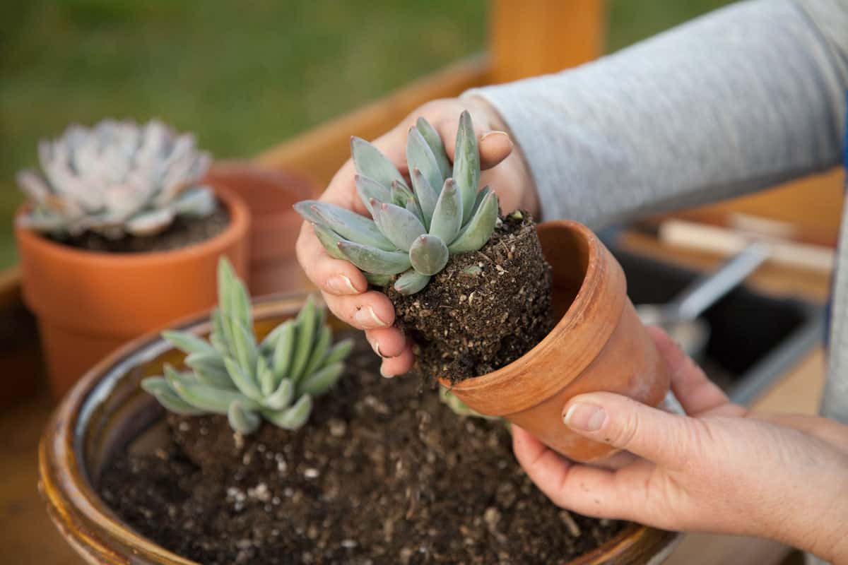 Planting succulent plant into a clay pot at garden bench in a backyard.