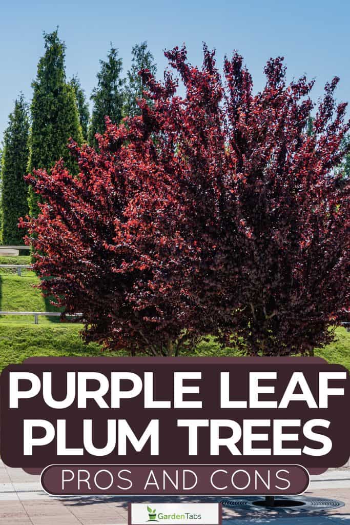 Purple Leaf Plum Trees Pros And Cons-02