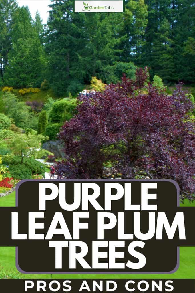 Purple Leaf Plum Trees Pros And Cons-03