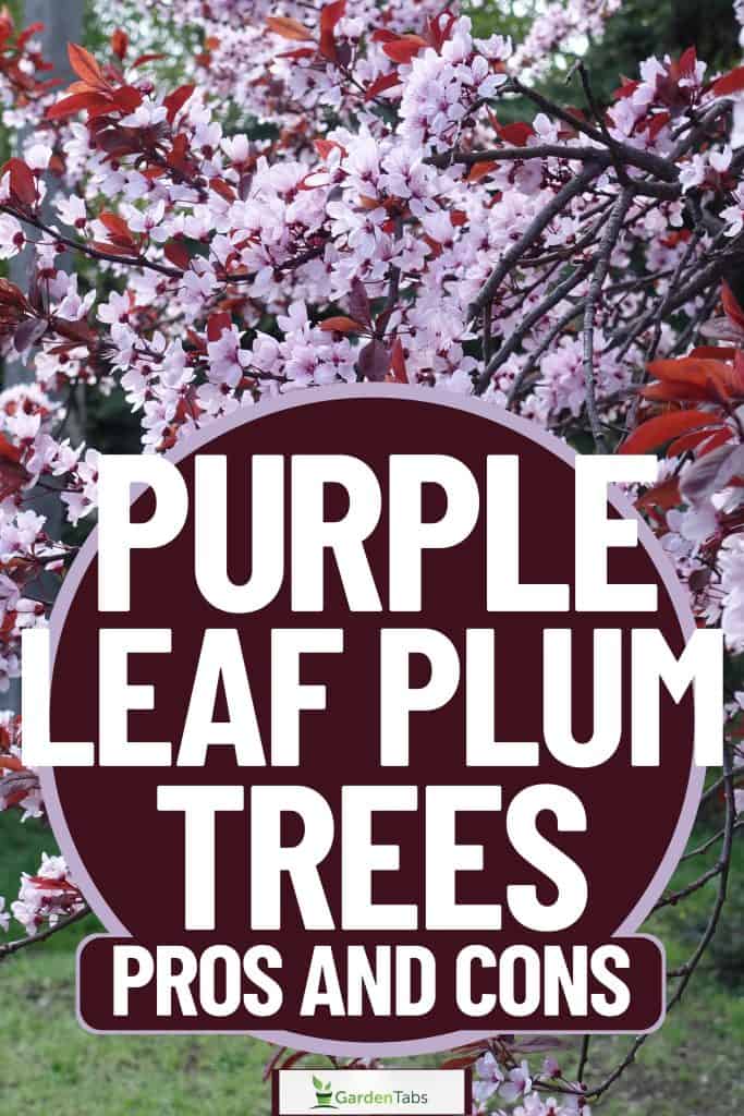 Up close photo of a purple plum tree with red and light purple leaves, Purple Leaf Plum Trees: Pros And Cons