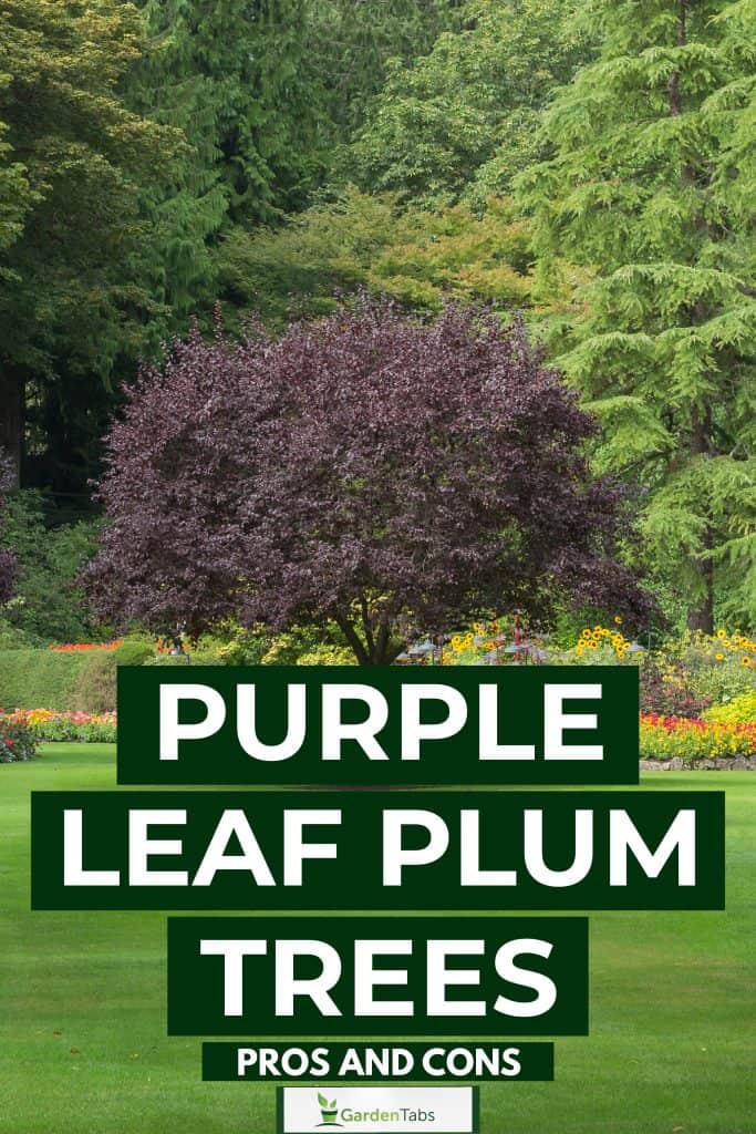 Purple Leaf Plum Trees Pros And Cons-05