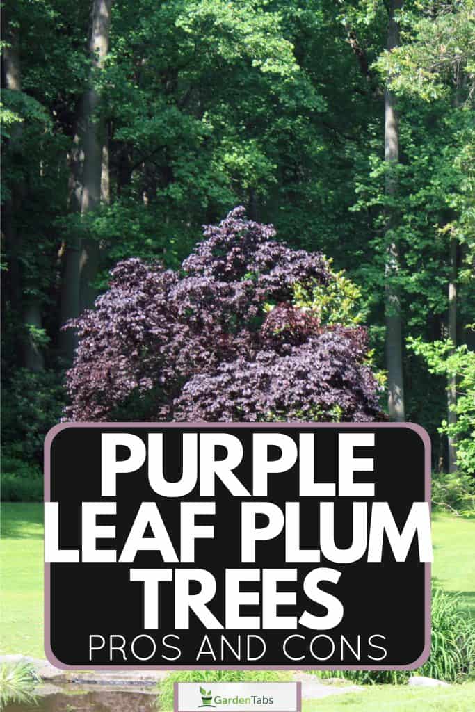 Purple Leaf Plum Trees Pros And Cons-06