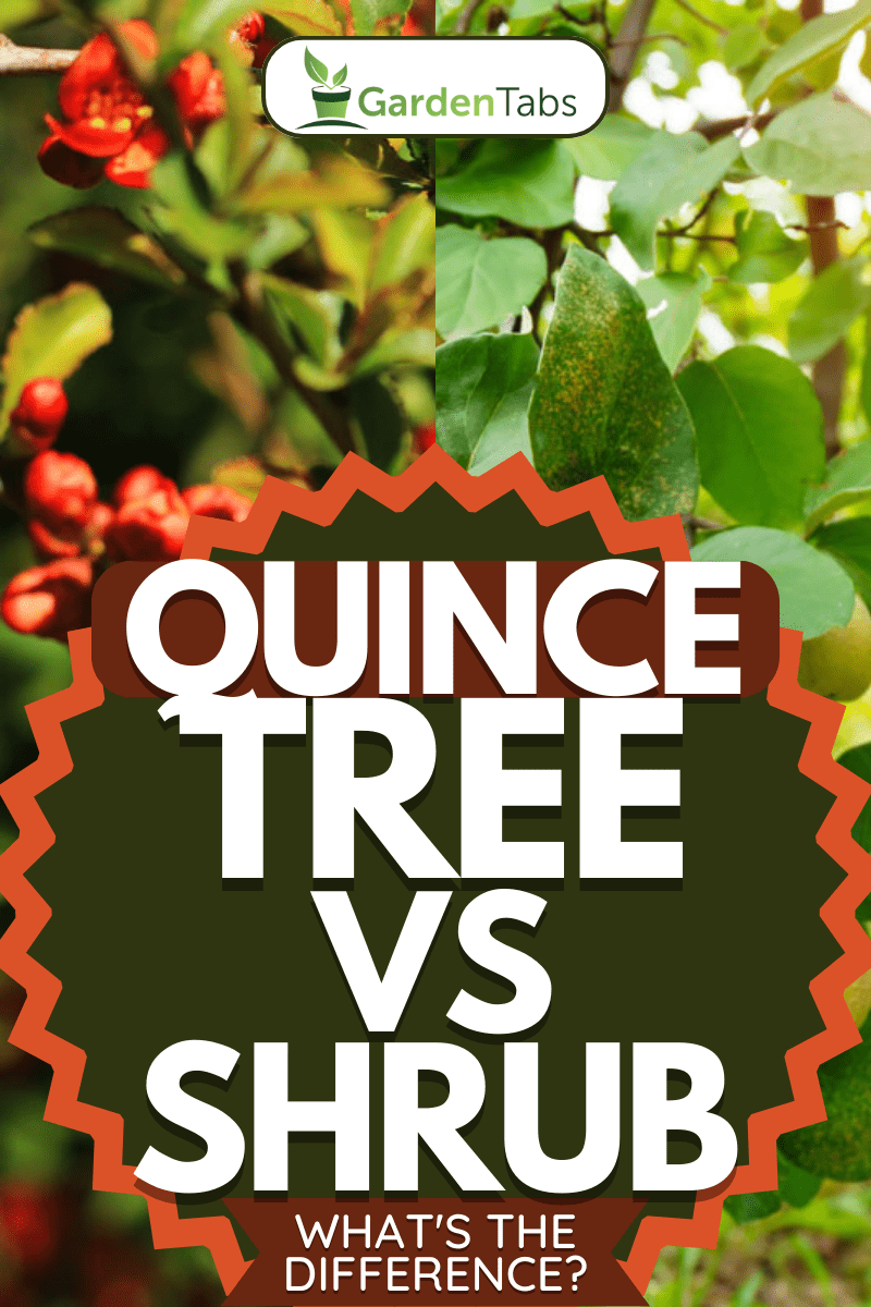Quince Tree Vs. Shrub: What's The Difference?