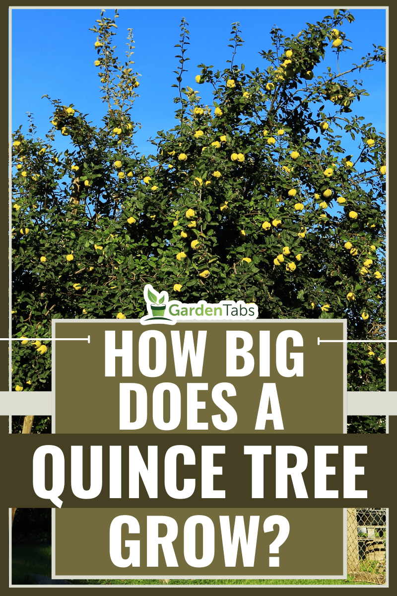 Quince Tree. Old quince tree with fruits. Tree with support due to the fully hanging branches not break. - How Big Does A Quince Tree Grow?