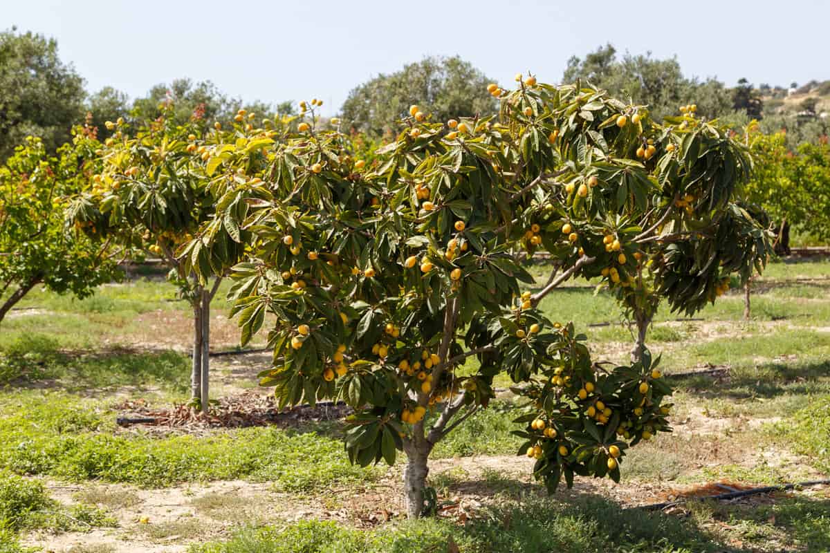 Ripe fruit loquat on trees in the garden