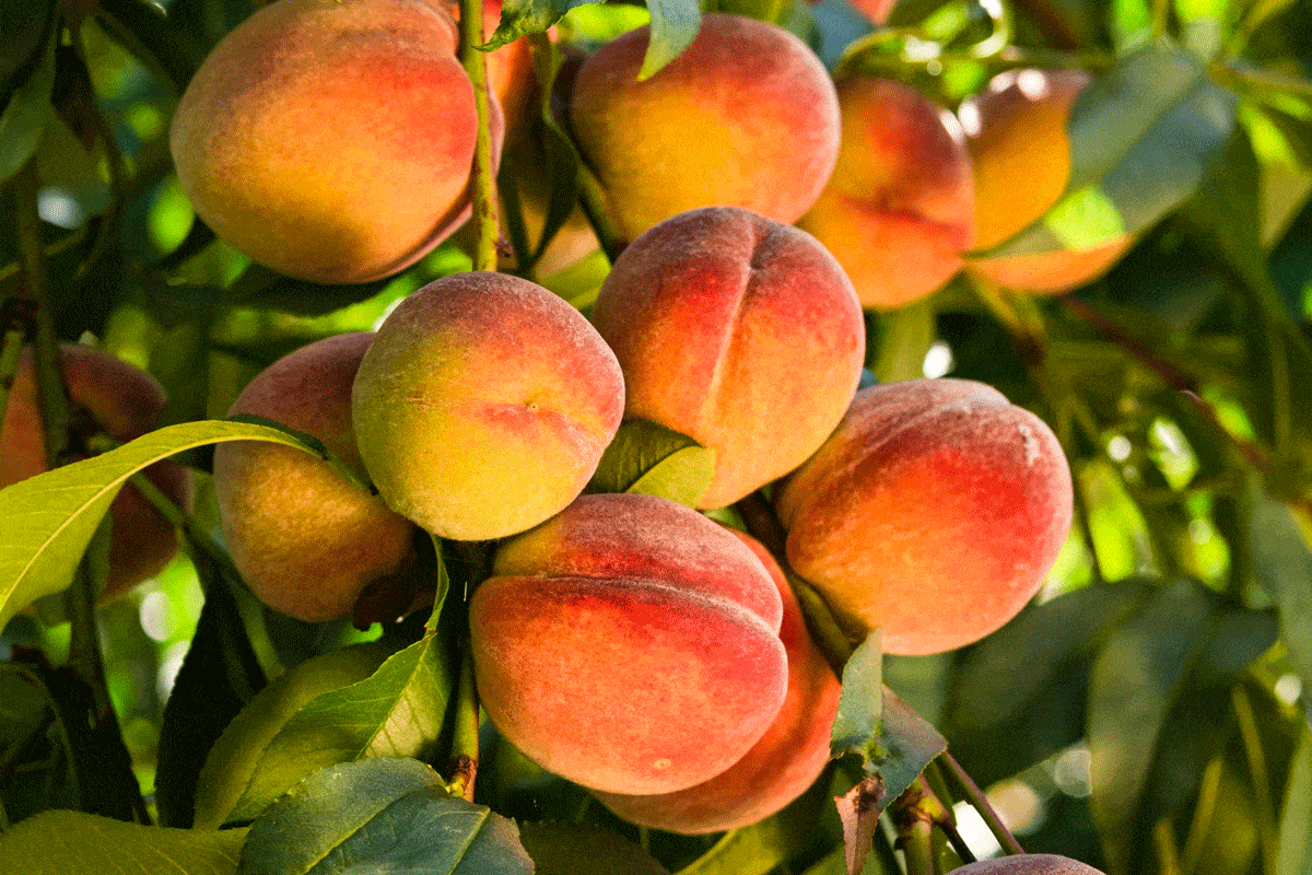 Ripe fruits on the peach tree in the garden