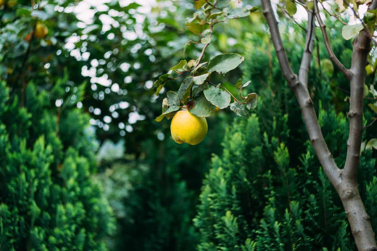 Ripe yellow quince fruit on a tree in an organic garden. The quince, Cydonia oblonga, is the sole member of the genus Cydonia in the family Rosaceae, which also contains apples and pears.
