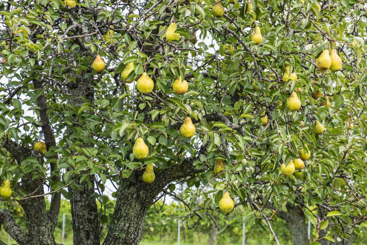 Ripen Bosc Pears on the Tree
