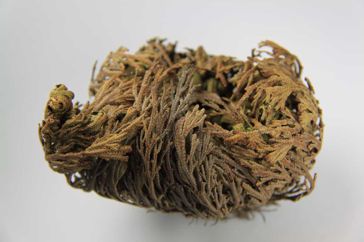 Rose of Jericho or a Selaginella lepidophylla. plant ressurection