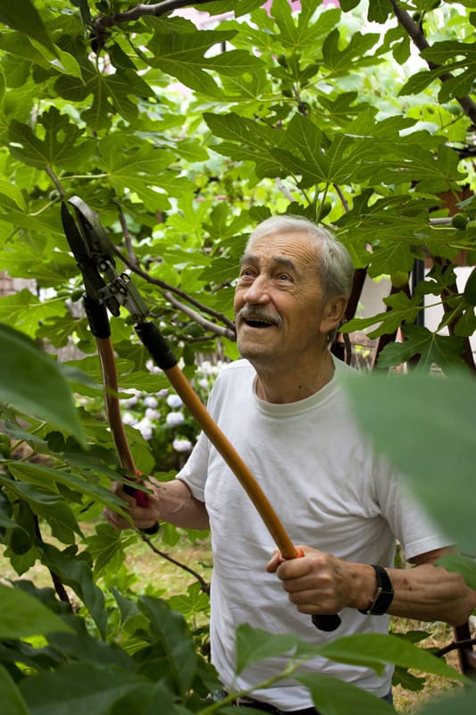 Senior man cutting common fig tree branches with lopping shears in his garden - backyard