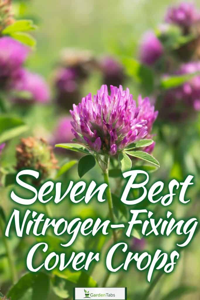 Seven Best Nitrogen-Fixing Cover Crops-01