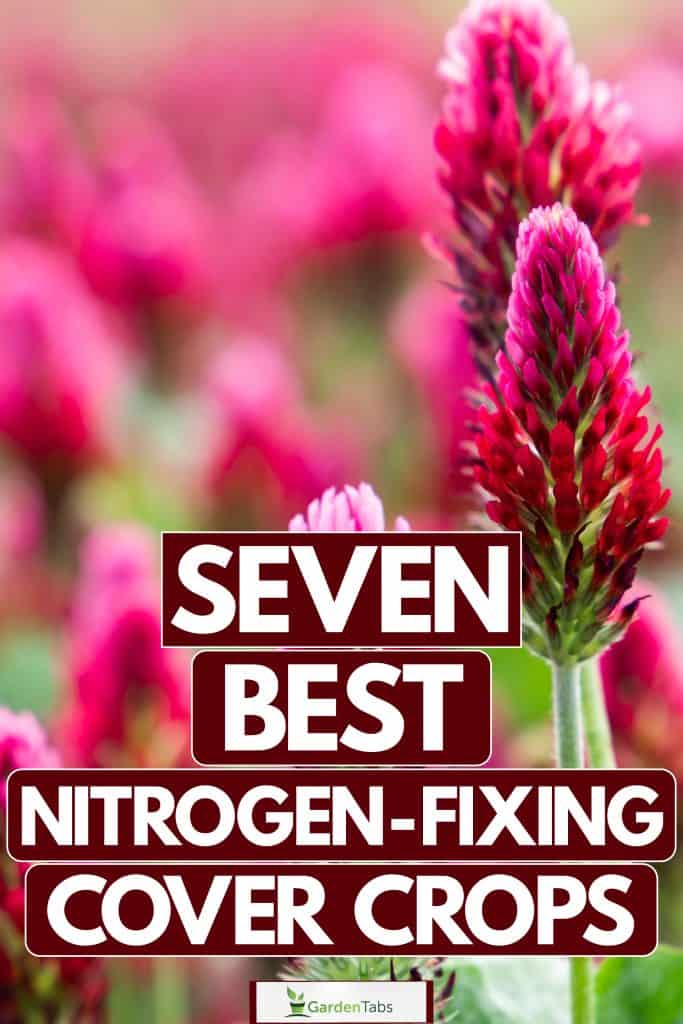 Seven Best Nitrogen-Fixing Cover Crops-03