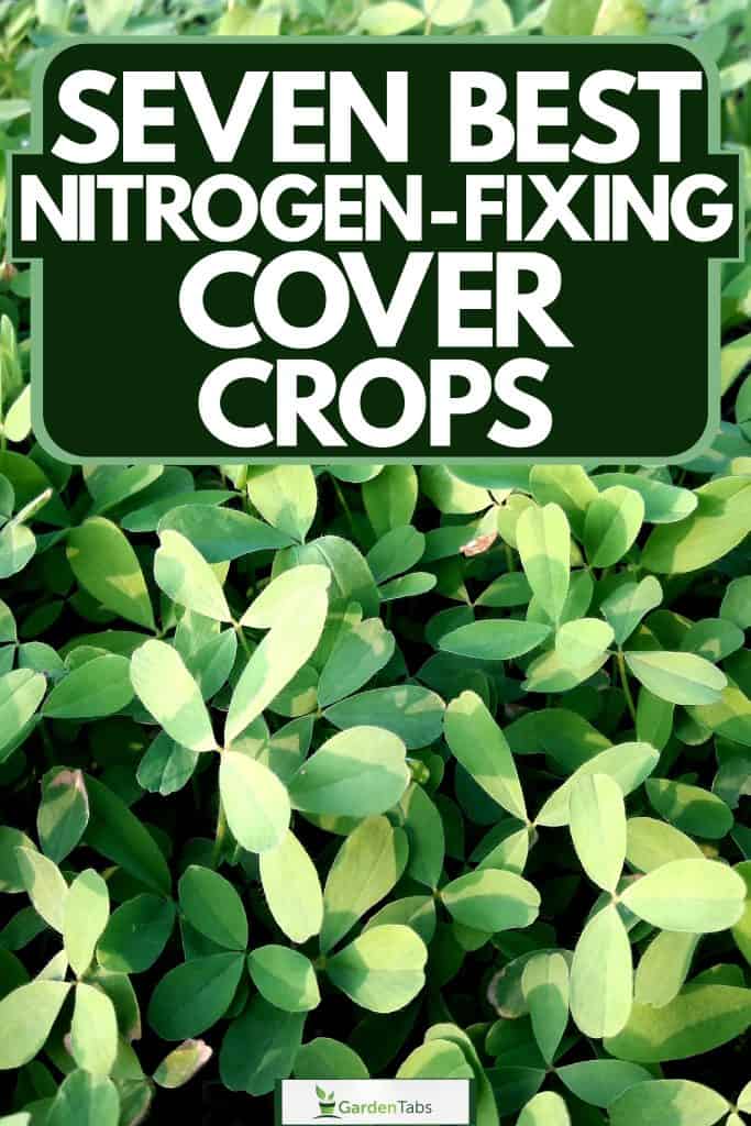 Seven Best Nitrogen-Fixing Cover Crops-04