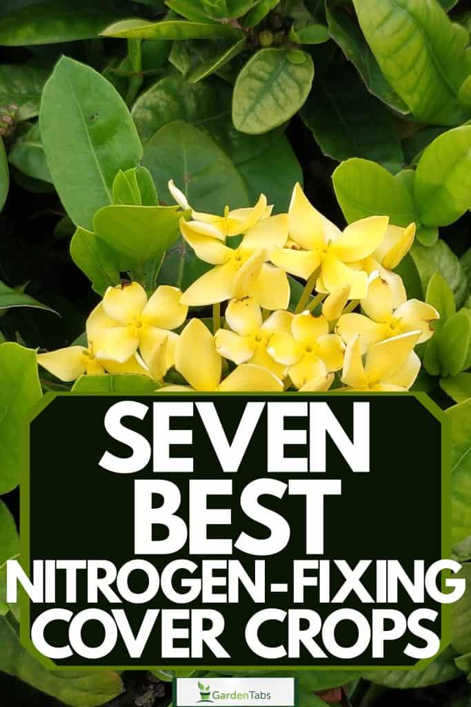 Seven Best Nitrogen-Fixing Cover Crops-05