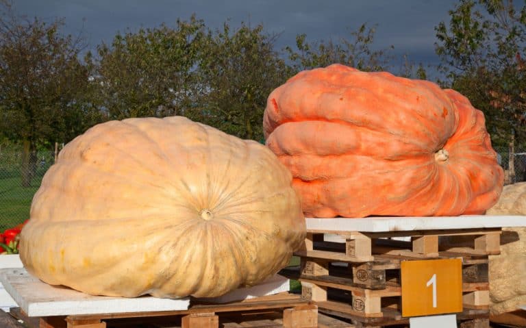 Two giant pumpkins on display at autumn competition