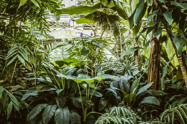 A sunny and vibrant tropical greenhouse or glasshouse interior, filled with lush green plants of various shapes and sizes, creating a lush and verdant environment.