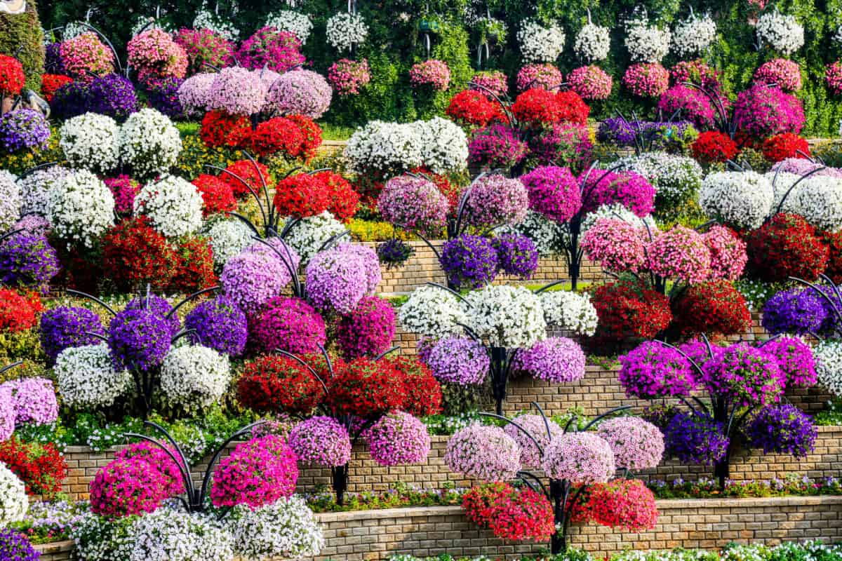 Hanging Flower Arrangements, Dubai Miracle Garden, United Arab Emirates
