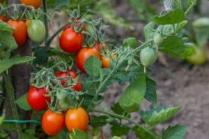 Growing tomatoes in the garden