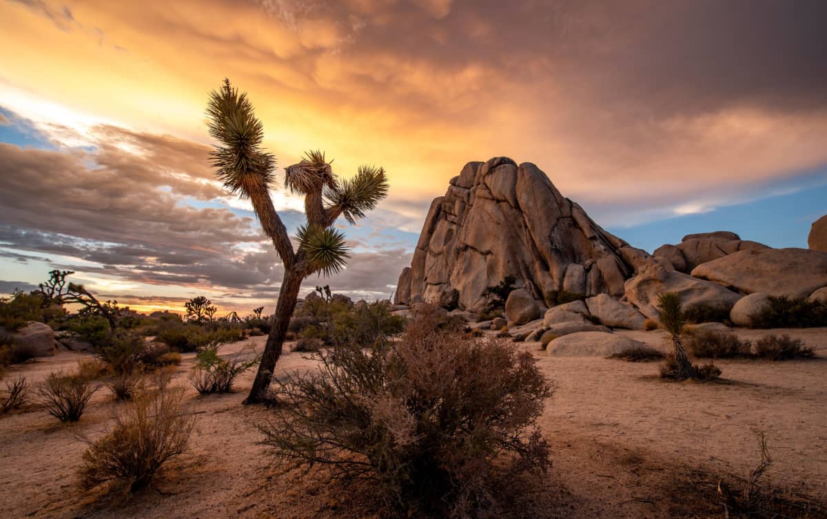 Joshua Tree National Park in California. The cloudy sunset was shot just after a big storm. This situations leaded to a breathtaking cloudy sky that took fire during sunset.