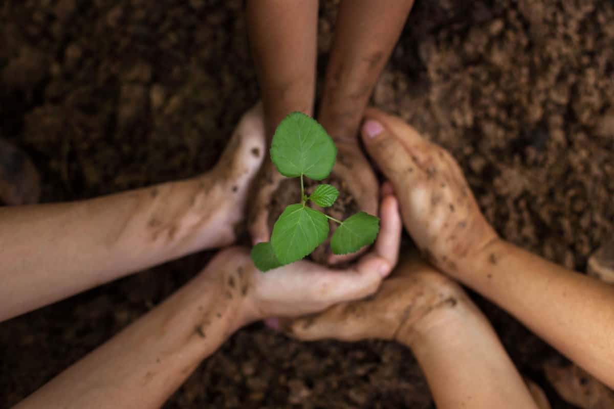 The hands of people planting seedling together.