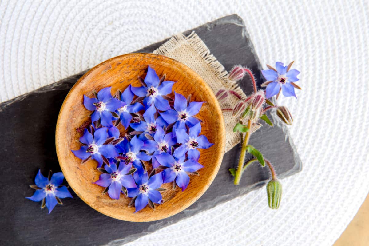 Flat lay view of borage blossoms in wood bowl on black stone plate