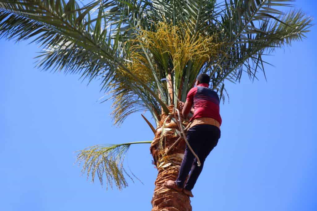 Photo is of an arborist up in a palm tree. The arborist is working to cut the fronds off the palm tree 