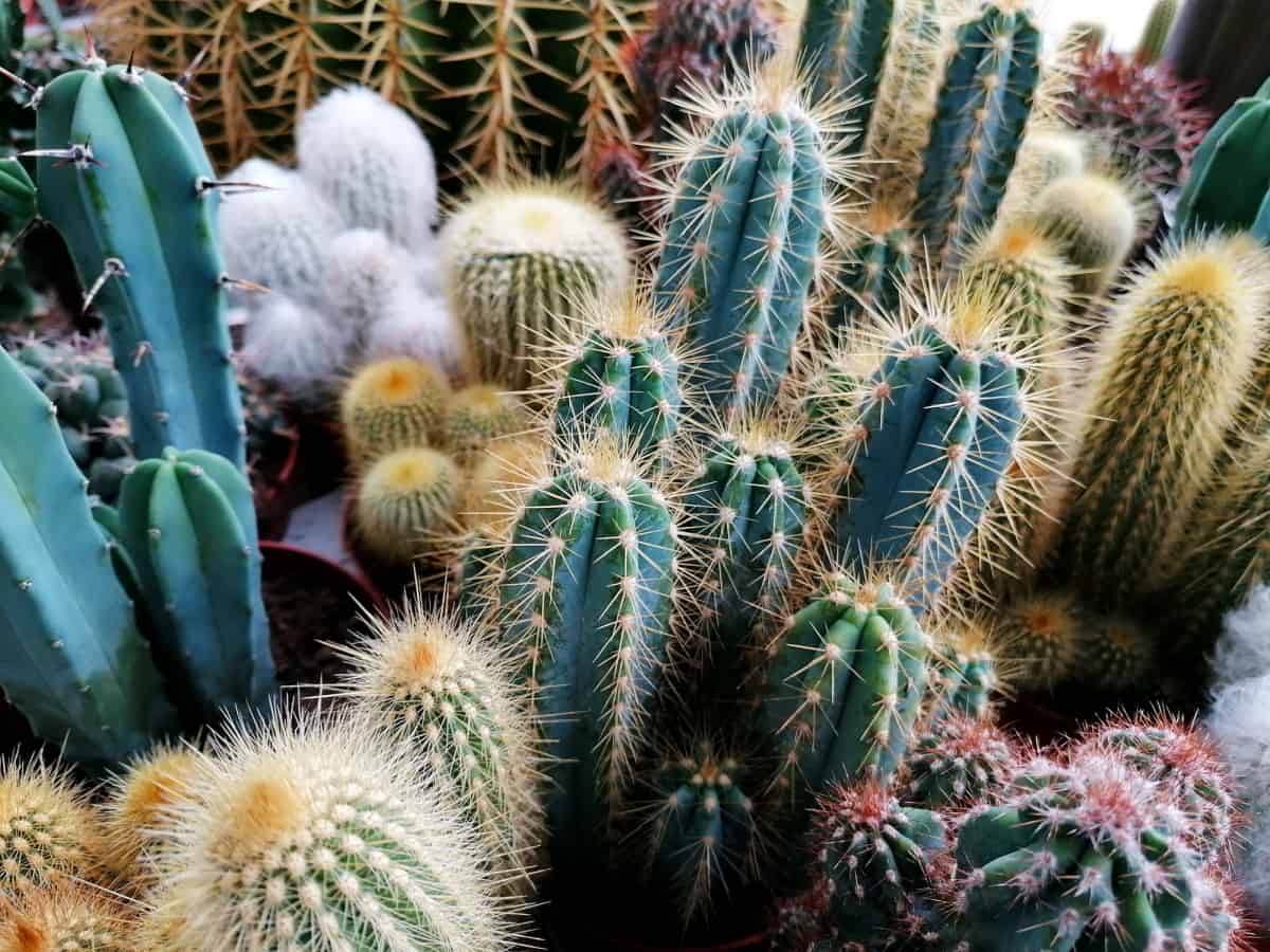 Different types of beautiful, colorful cacti plants close-up.