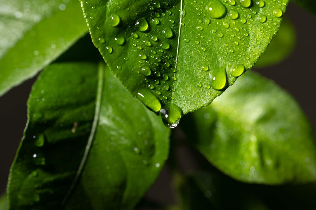 Water drops on leaf.