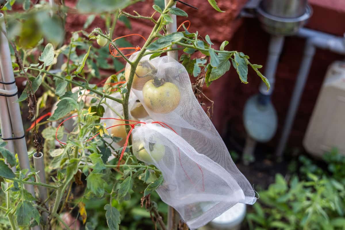 Pest protective net bag protect pest from harming tomatoes