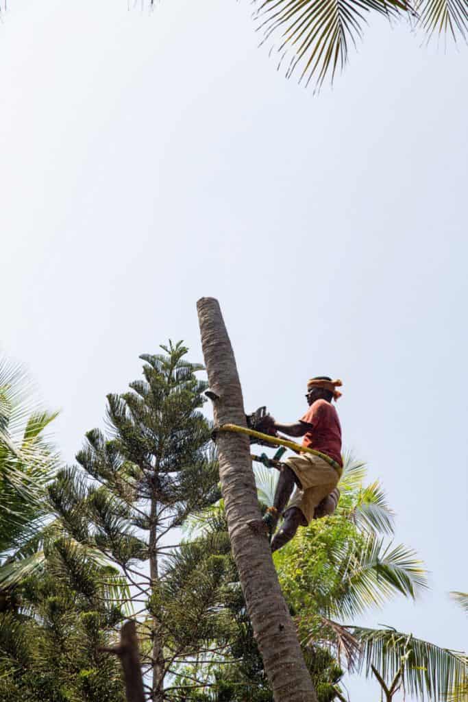 Unidentified arborist man cutting off coconut tree, with chain saw in the hands. Concept of agriculture deforestation and dangerous work