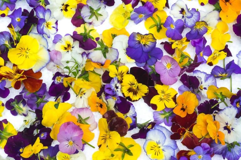 Colorful edible flowers on isolated white background