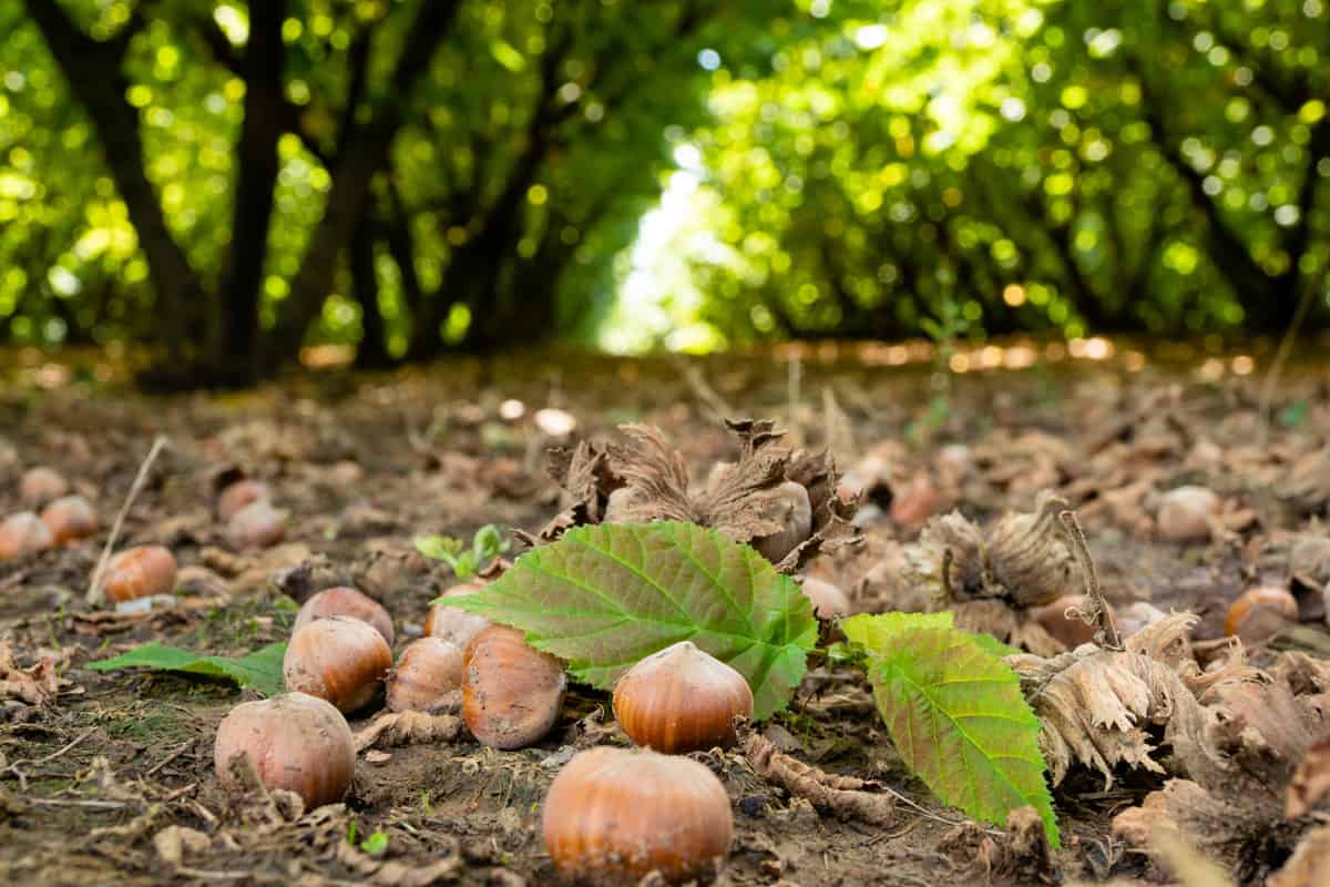 Small hazelnuts fallen from the ground after harvesting