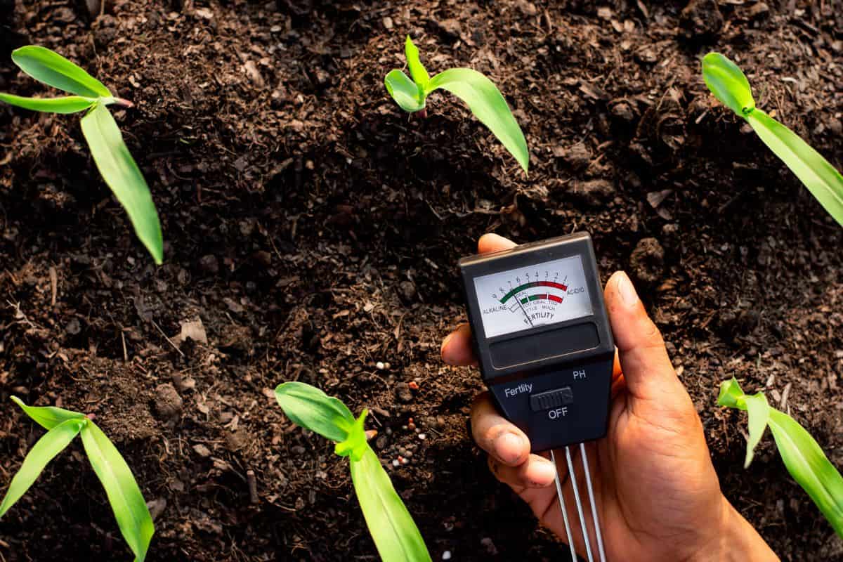 Soil meter is used on loam for planting, Measure soil acidity.