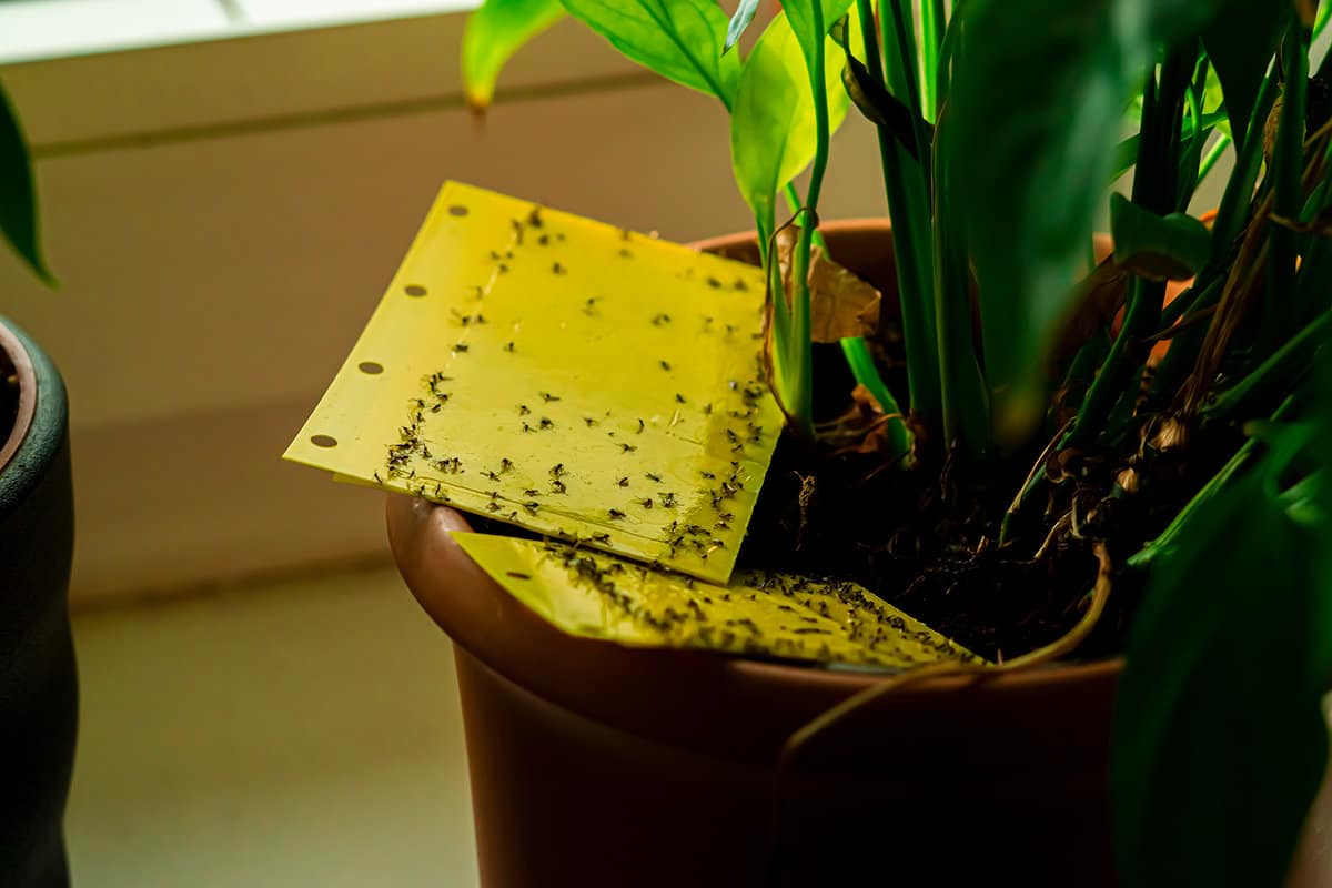 Some dark-winged fungus gnats are stuck on yellow flypaper trap