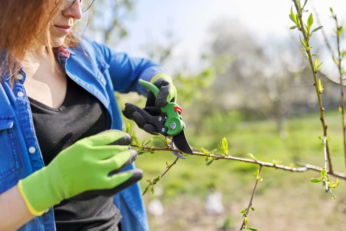 Spring gardening, woman gardener in gloves with pruning shears cutting dry branches on tree, forming peach tree.