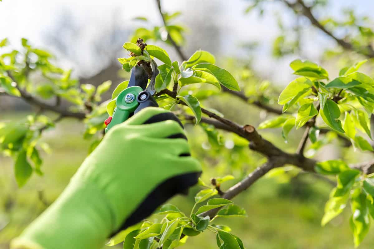 Spring pruning of garden fruit trees and bushes, close-up of gloved hands with garden shears pruning pear branches. Hobby, gardening, farm concept
