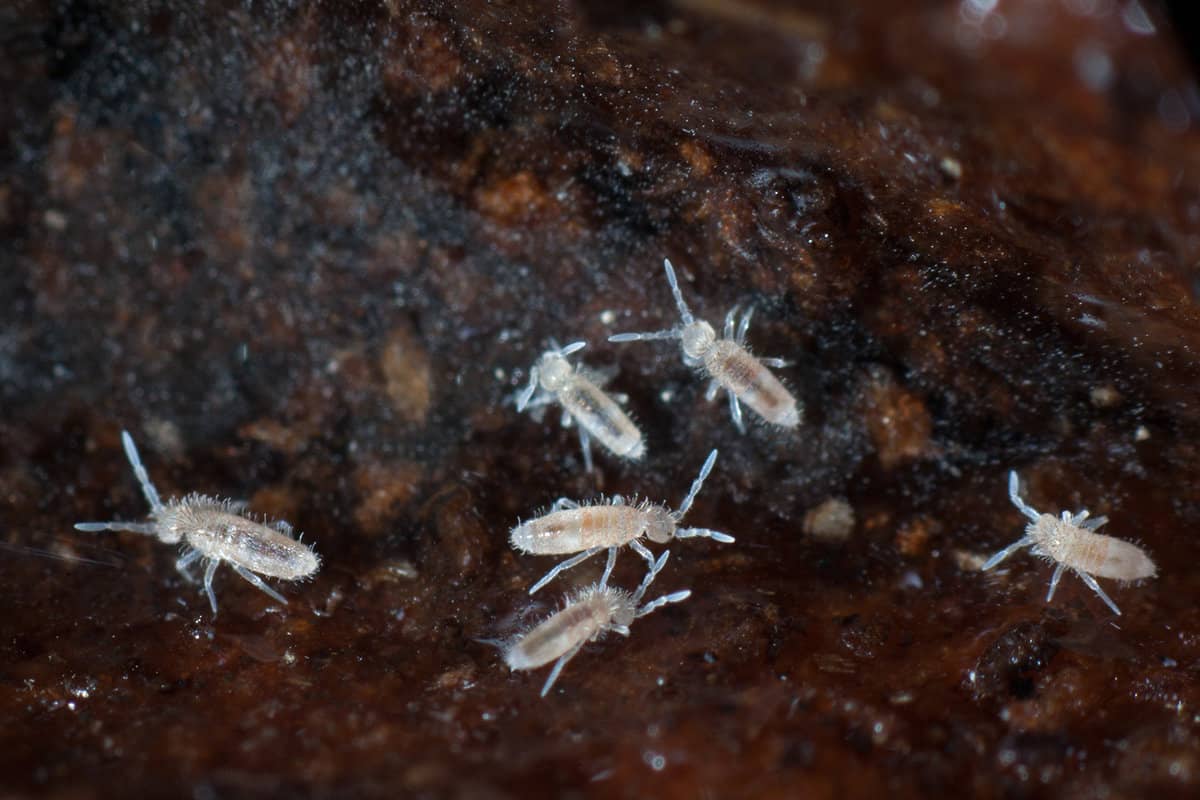 Springtails or collembola on soil and humus
