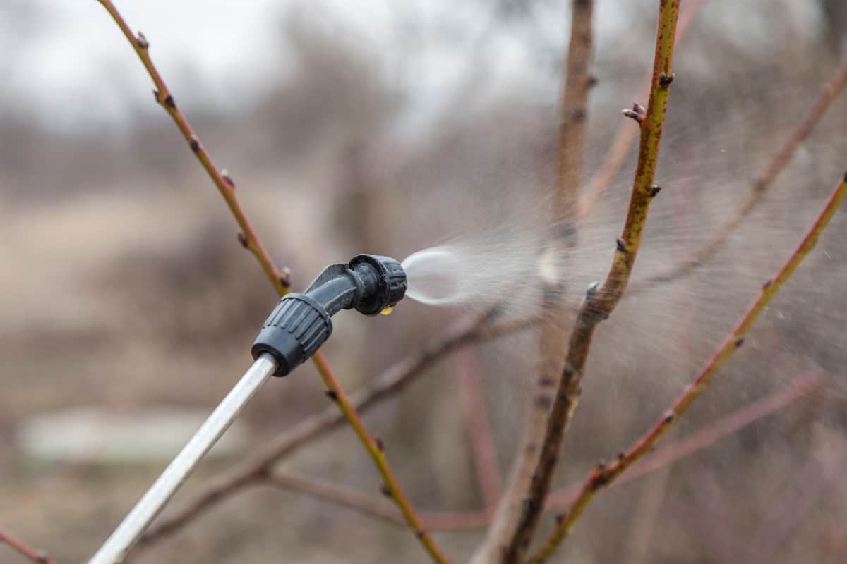 Sprinkling of peach trees with fungicide in early spring