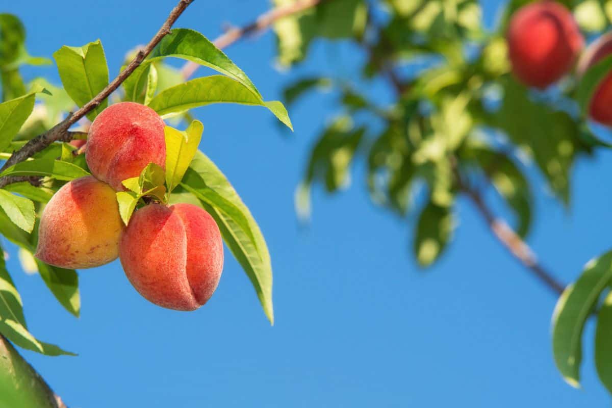 Sweet peach fruits ripening on peach tree branch in the garden. Blue sky background.