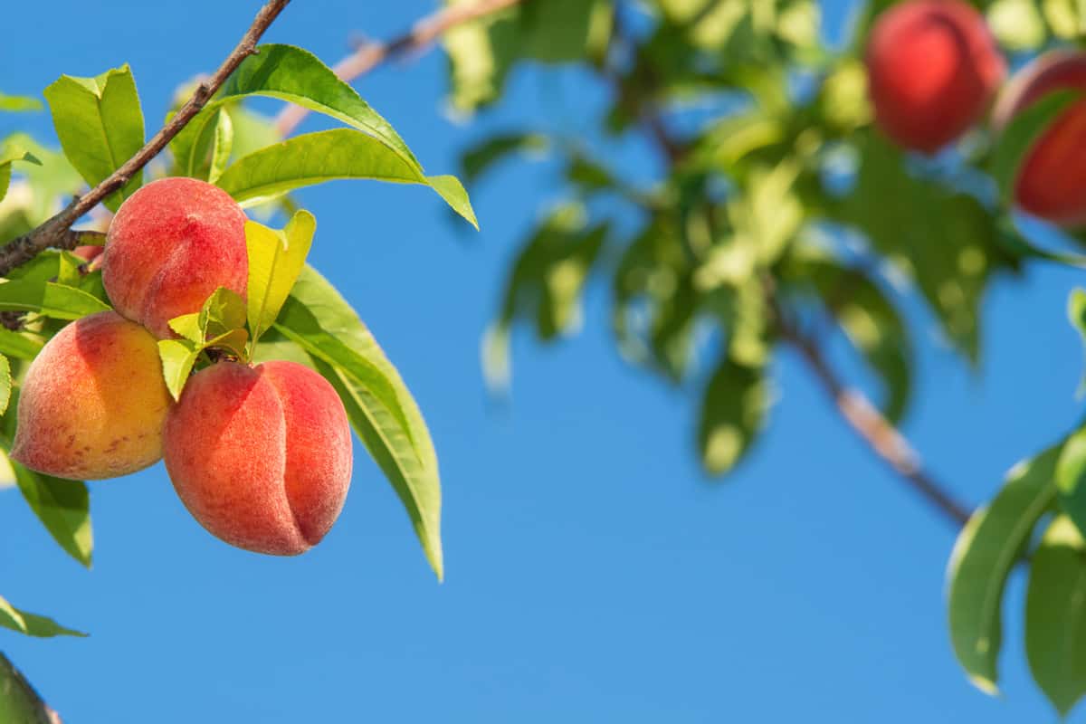 Sweet peach fruits ripening on peach tree branch in the garden