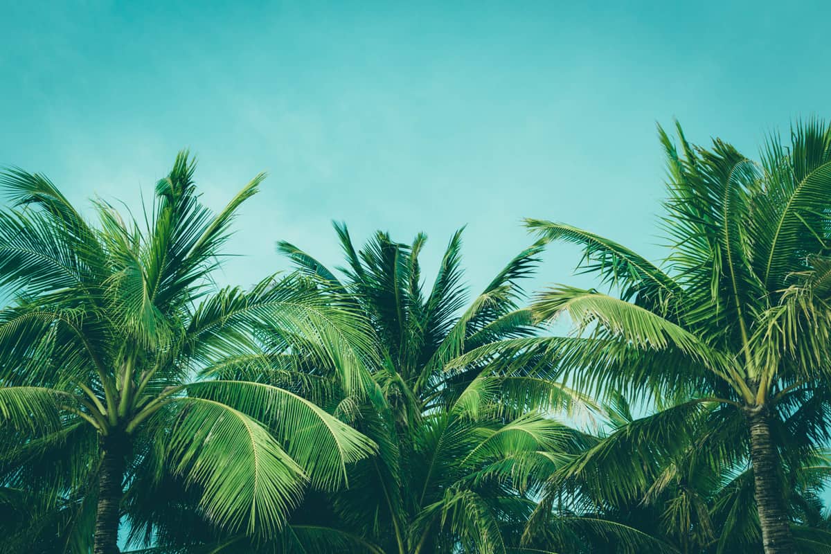 Tall palm trees near a beach